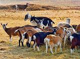 Goat Herd_DSCF3509